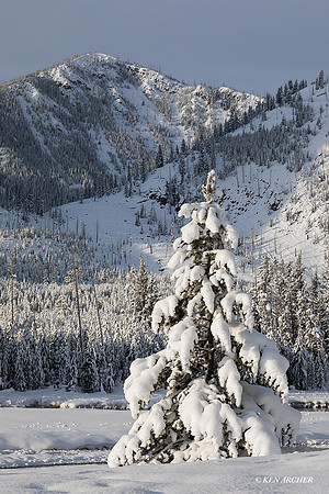YSWR01939 - Yellowstone Winter