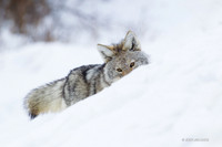 CEWR00690 - Coyote