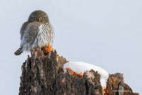PGY00312 - Northern Pygmy Owl