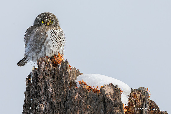 PGY00312 - Northern Pygmy Owl