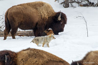 CEWR00377 - Coyote Among the Bison