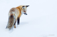 Red Fox - RFWR00007