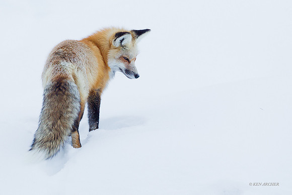 Red Fox - RFWR00007