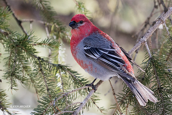 PNGK00072 Pine Grosbeck