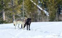 GRWF02210 - Gray Wolf