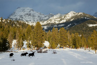 SMWR00252 - Shiras Moose
