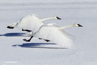 TWSW00572 - Trumpeter Swans