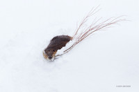 BVR00167 Beaver