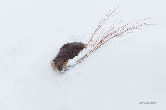 BVR00167 Beaver
