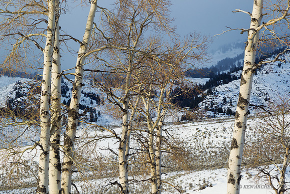 YSWR01373 - Yellowstone Winter