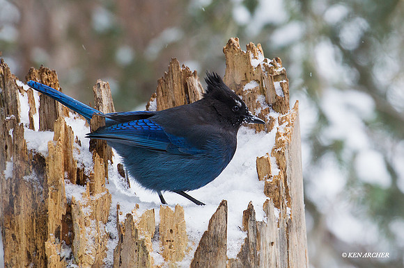 STJY00032 - Stellar's Jay