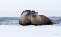 RO00864a - River Otter