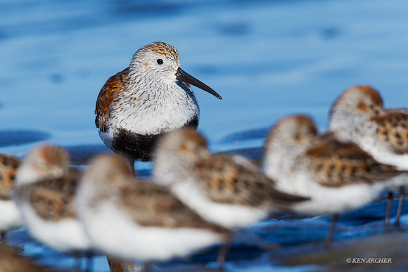 DN00269 - Dunlin