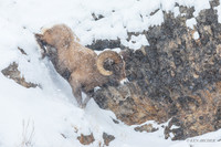 BHWR02583 - Bighorn Sheep
