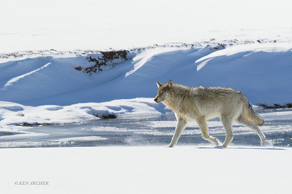 GW00969a - Gray Wolf