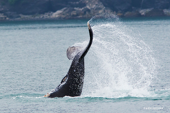 SDHW00130 Humpback Whale