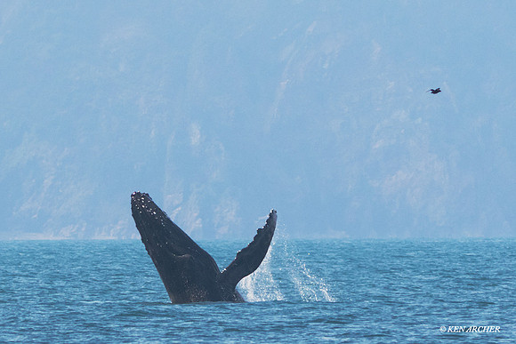 SDHW00049 - Humpback Whale