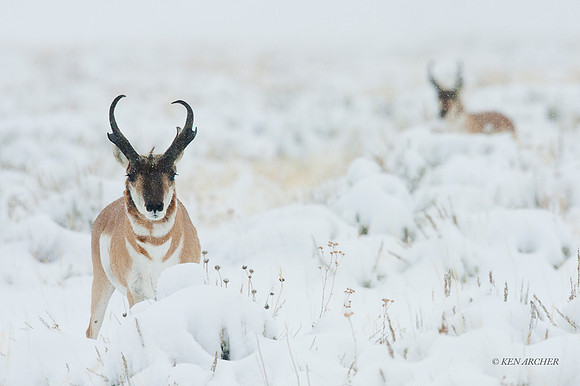 PHAE00989 - Pronghorn Antelope
