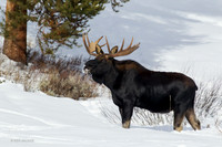 SMWR00602 - Shiras Moose
