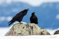 RN00816 - Common Raven