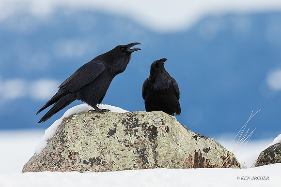 RN00816 - Common Raven
