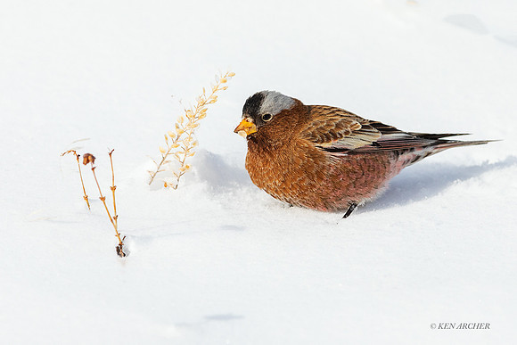 GCRF00069 - Gray-crowned Rosy Finch