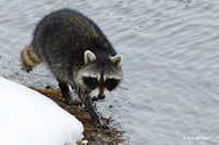 RCN00067 - Racoon