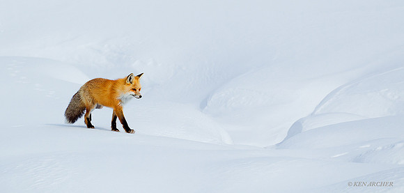Red Fox in Winter - RFWR00294