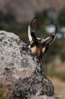 Pronghorn Antelope Buck - PHAE00627