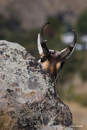 Pronghorn Antelope Buck - PHAE00627