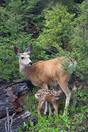 Mule Deer Doe and Fawn - MEDR00319