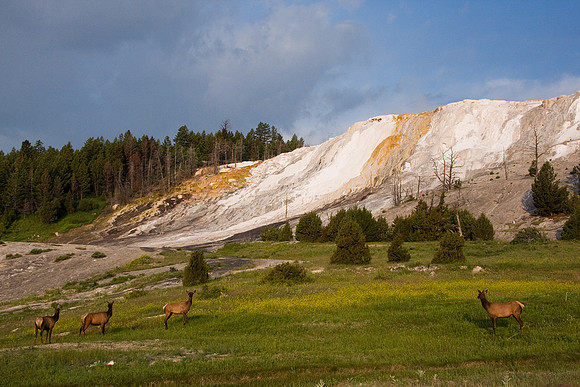 RMEK00692-Rocky-Mountain-Elk