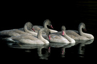 Trumpeter Swan Cygnets - TRSW862054