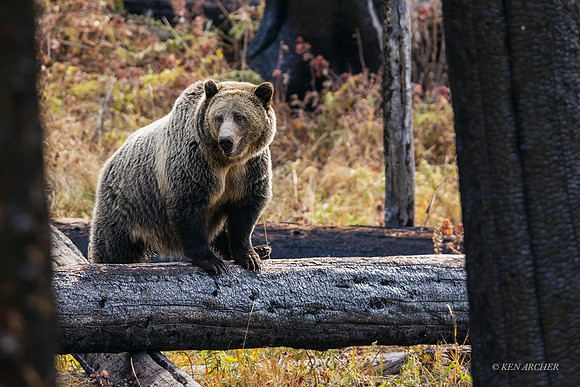 GRZ02533 - Grizzly Bear