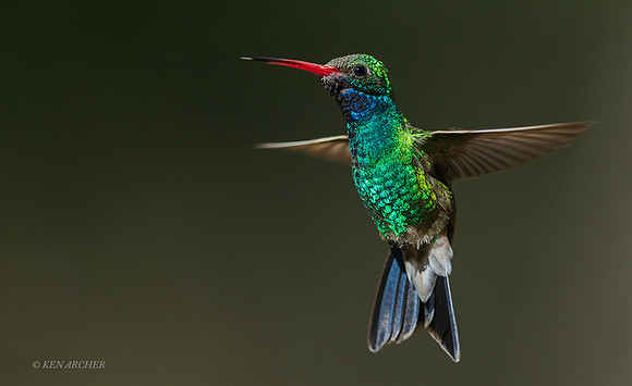 AZBH00581 - Broad-billed Hummingbird