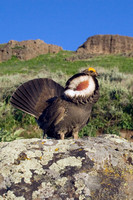 DYGR00162-Dusky-Grouse