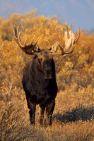 Shiras Bull Moose - SHMS452126