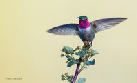 BTHB00014 - Broad-tailed Hummingbird