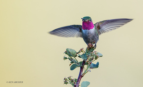 BTHB00014 - Broad-tailed Hummingbird