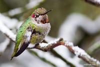 ANHB00039 Anna's Hummingbird