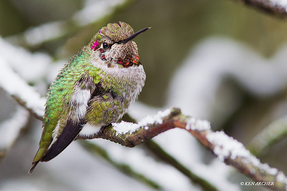 ANHB00039 Anna's Hummingbird