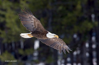 BE00146 - Bald Eagle