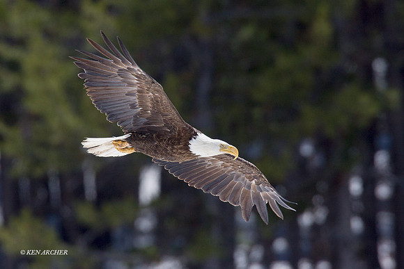BE00146 - Bald Eagle