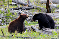 Yellowstone National Park - Wildlife & Landscapes