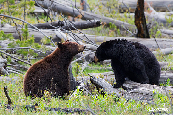 Black Bears Courting - BKBR01207