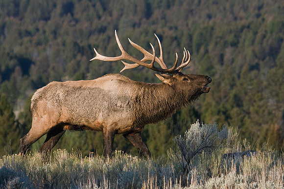 EK04223 Rocky Mountain Elk
