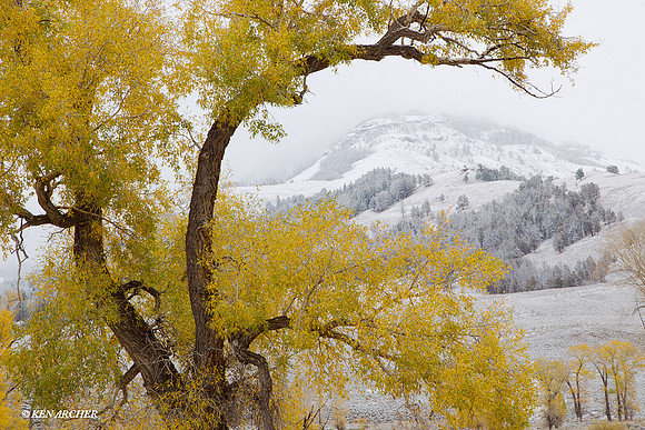 YSNP00630 Yellowstone National Park