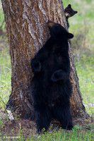 Black Bear Cub Peeking- BBCB00120