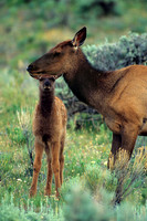 Cow Elk with Young Calf - RMEK010345