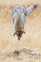 Coyote Pouncing - CEF00072